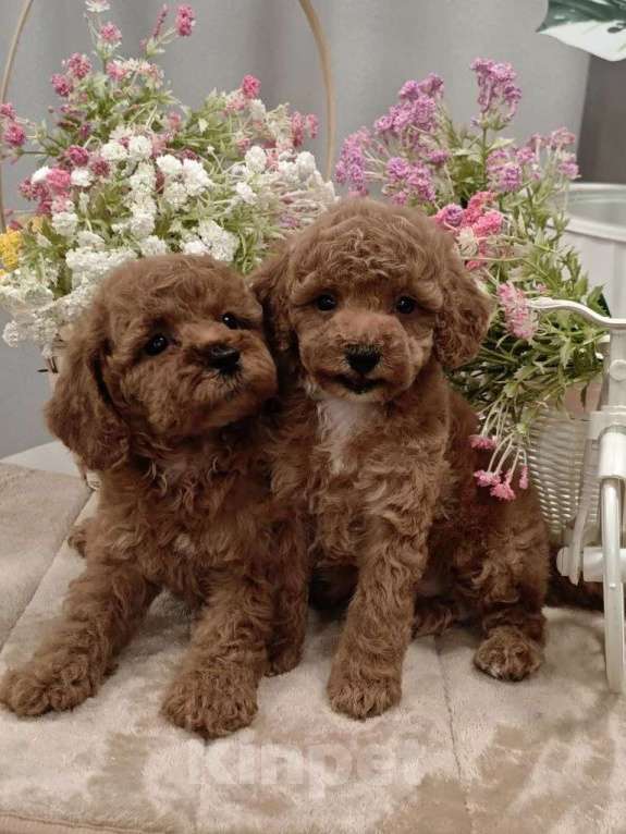 Собаки в Твери: Щенки пуделя. Разнополые, 60 000 руб. - фото 2