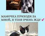 Кошки в Саратове: Котёнок в добрые руки Девочка, Бесплатно - фото 5