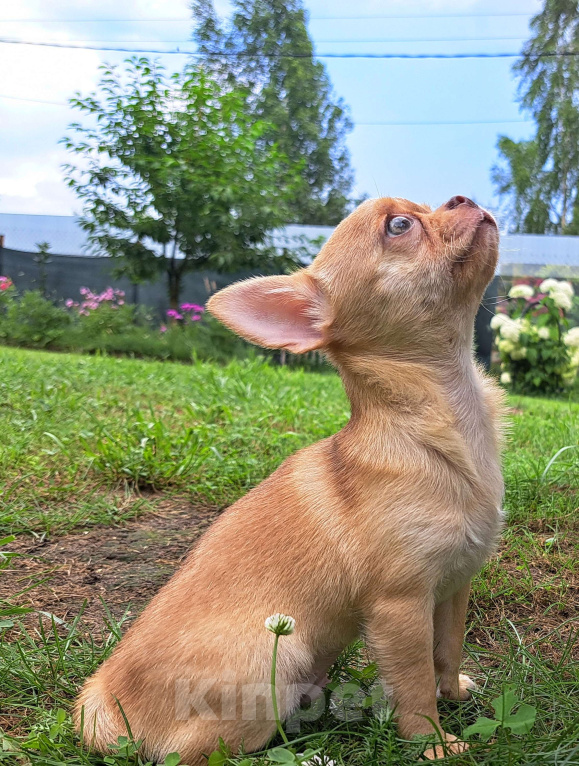 Собаки в Москве: Амур Сердцеед Мальчик, 40 000 руб. - фото 4