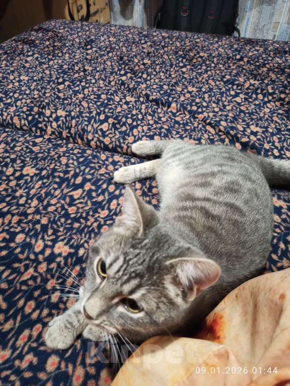 Кошки в Ростове-на-Дону: Кот Хулиган Мальчик, Бесплатно - фото 4