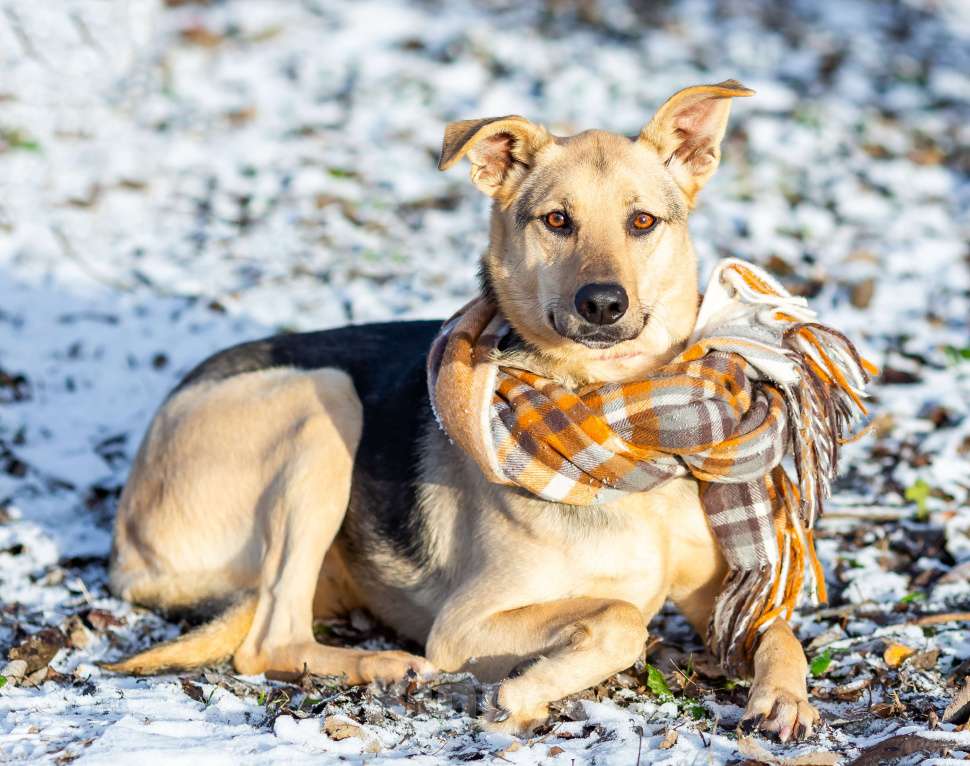 Собаки в других городах Московской области: Доброжелательная Джули Девочка, Бесплатно - фото 3