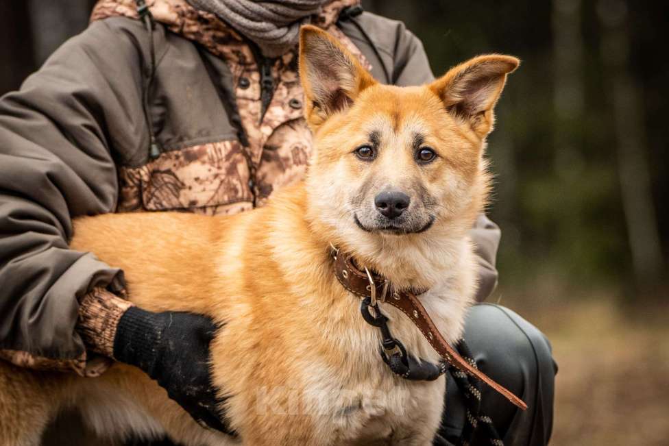 Собаки в Клине: Хеди — настоящая искорка счастья Девочка, Бесплатно - фото 1