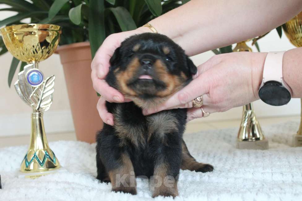Собаки в других городах Ленинградской области: Питомник "АЛАГРОС" предлагает щенков ротвейлера Девочка, 55 000 руб. - фото 10