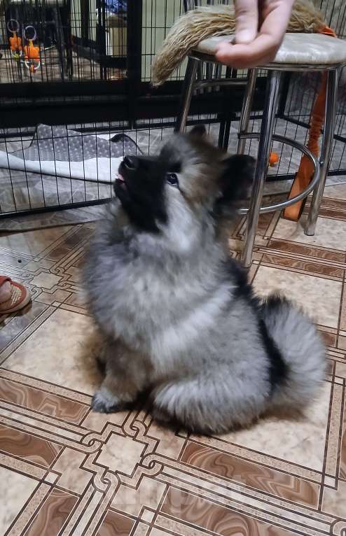 Собаки в Нижнем Новгороде: продаем Девочка, 85 000 руб. - фото 2