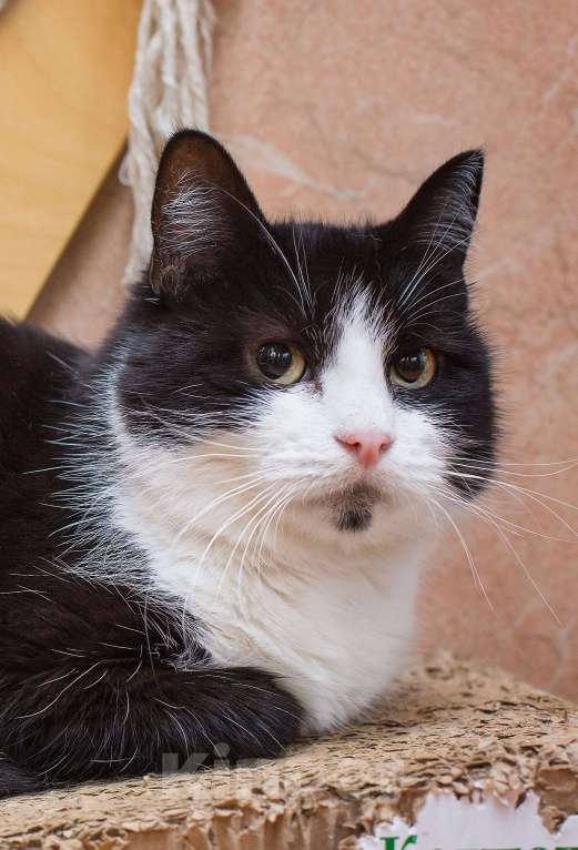 Кошки в Москве: Для кого-то - особенная? Девочка, Бесплатно - фото 1