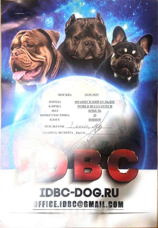 Собаки в Москве: Кобель чемпион  Мальчик, 25 000 руб. - фото 4