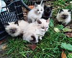 Кошки в Туле: Очень милые и необыкновенно красивые, изысканный окрас Мальчик, 1 руб. - фото 1