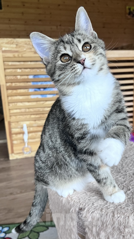 Кошки в Звенигороде: Котенок Лакки Девочка, Бесплатно - фото 1