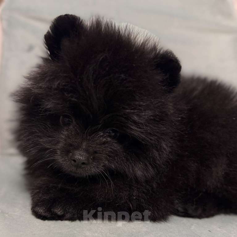 Собаки в Петрозаводске: Щенки шпица Разнополые, 30 000 руб. - фото 8