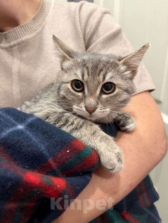 Кошки в Москве: Котенок - мальчик ищет дом! Мальчик, Бесплатно - фото 3