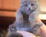 Кошки в Москве: Шотландский котик Мальчик, 20 000 руб. - фото 1