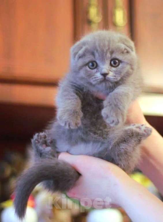 Кошки в Москве: Шотландский котик Мальчик, 20 000 руб. - фото 1