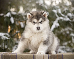 Собаки в Перми: Аляскинский маламут, щенки Девочка, 20 000 руб. - фото 4