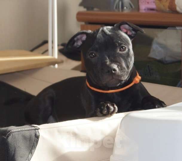 Собаки в Москве: Английский Стаффордширский Бультерьер Разнополые, 60 000 руб. - фото 9