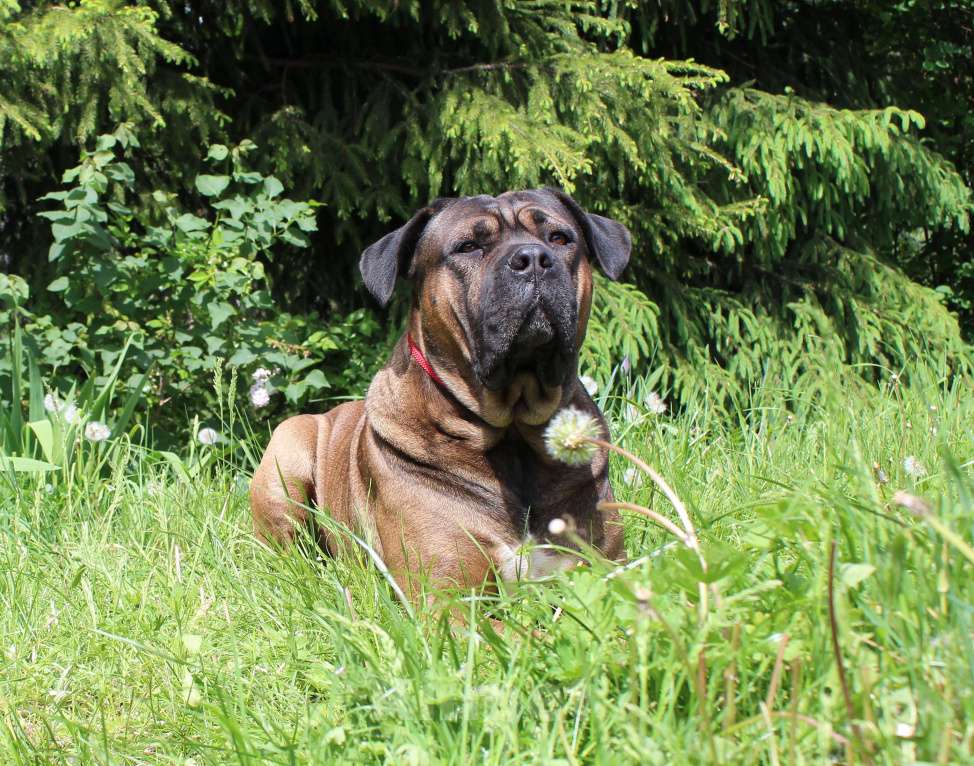 Собаки в Брянске: Предлагаются щенки Кане Корсо Девочка, 50 000 руб. - фото 7