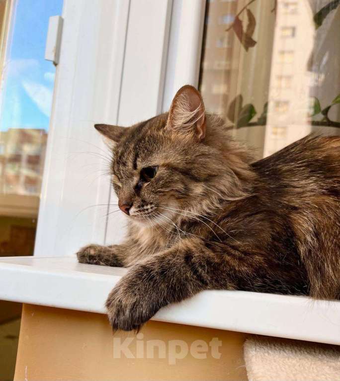 Кошки в Москве: Пушистая кошечка сибирской наружности Джуди в добрые руки Девочка, Бесплатно - фото 4