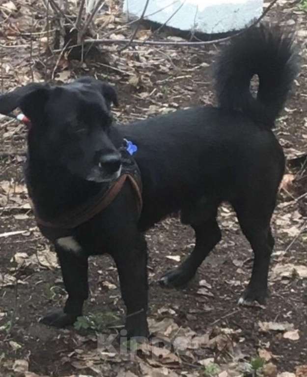Собаки в других городах Московской области: ПРОПАЛА СОБАКА! Мальчик, Бесплатно - фото 3