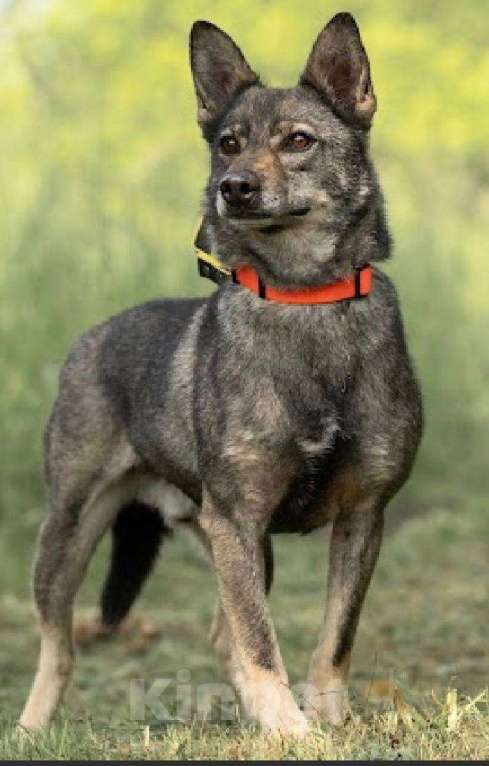 Собаки в Подольске: Забери меня из приюта домой Мальчик, Бесплатно - фото 2