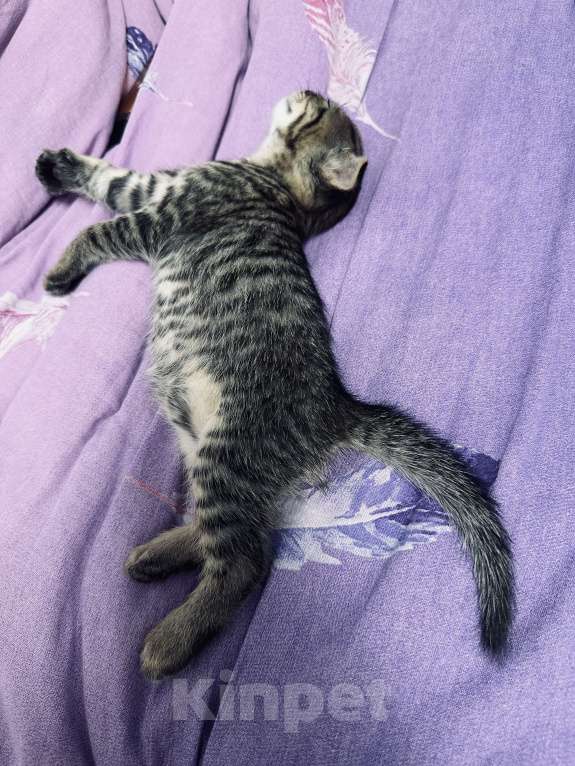 Кошки в Нижнем Новгороде: Вислоухий тигренок  Мальчик, 3 000 руб. - фото 4