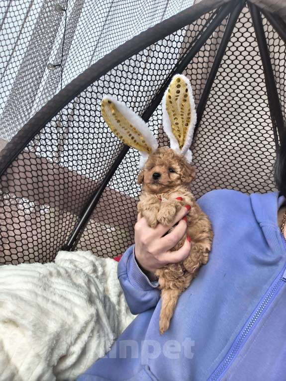 Собаки в Пушкино: Очаровательный мальчик той пуделя  Мальчик, 60 000 руб. - фото 1