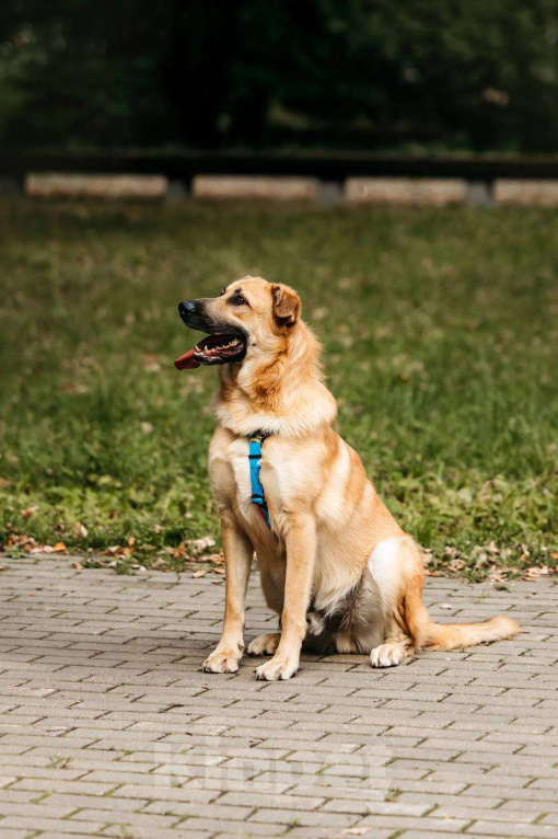 Собаки в Москве: Собака бесплатно Москва Мальчик, Бесплатно - фото 6