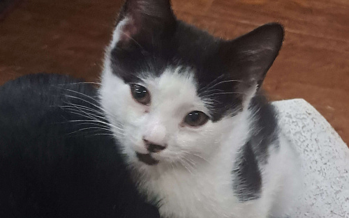 Котик в добрые руки