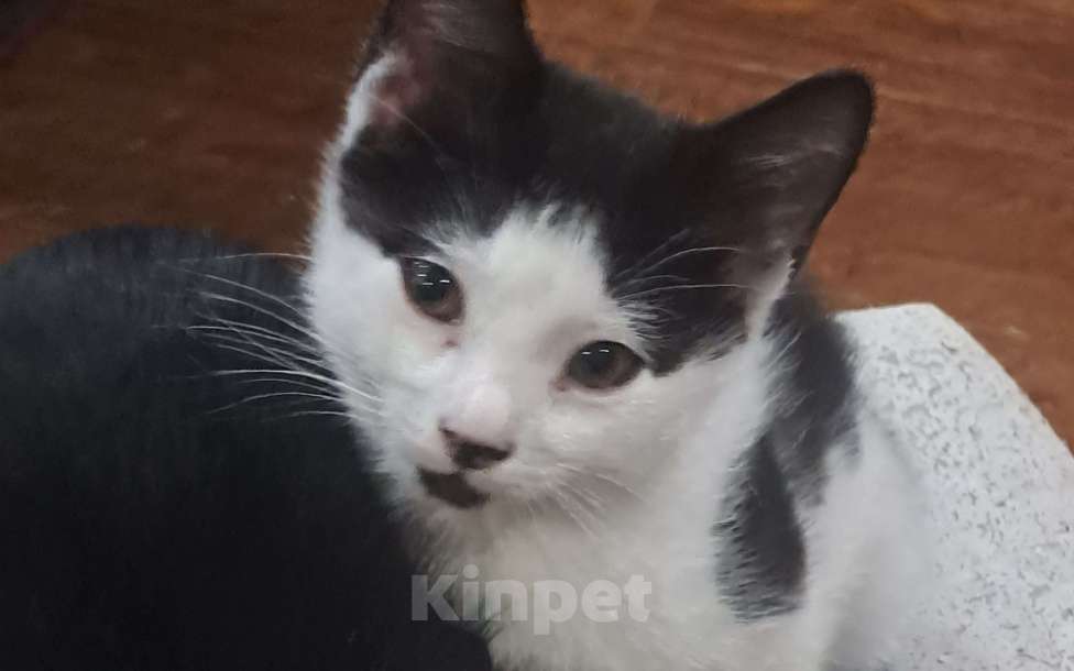 Кошки в Москве: Котик в добрые руки Мальчик, Бесплатно - фото 1