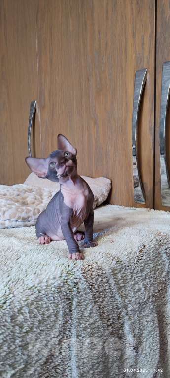 Кошки в Москве: Боннита-канадский сфинкс  Девочка, Бесплатно - фото 4