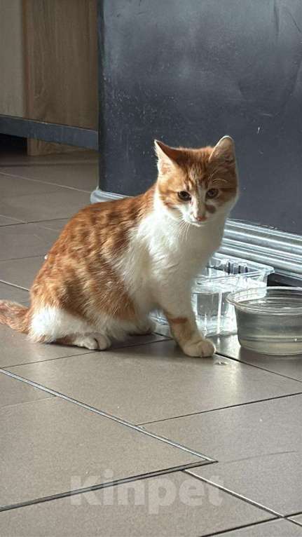 Кошки в других городах Московской области: Кошечки и коты Девочка, Бесплатно - фото 4