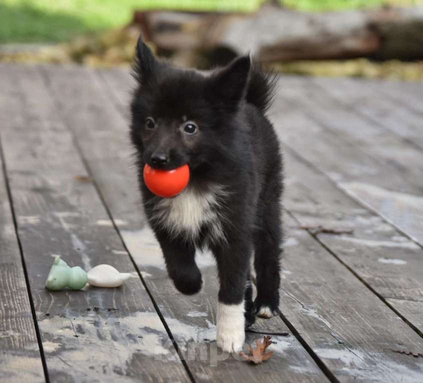 Собаки в Москве: Ненецкая оленегонная лайка, сука Ени-Кижи. Девочка, 60 000 руб. - фото 8