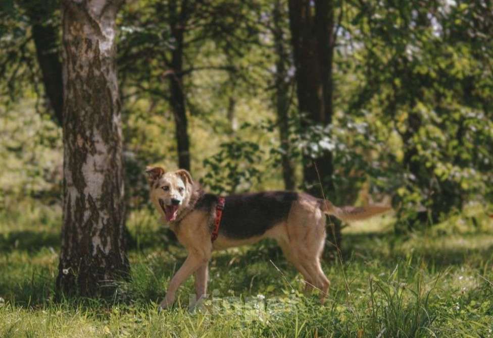 Собаки в Москве: Безе Девочка, Бесплатно - фото 3