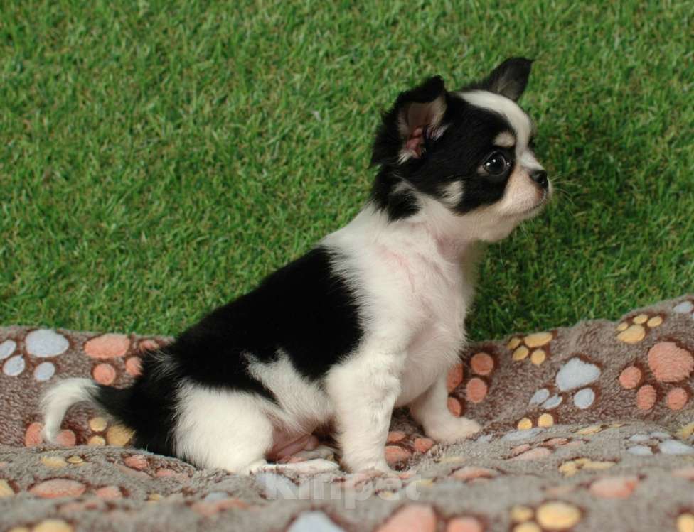 Собаки в Москве: Мальчик чихуахуа Мальчик, 25 000 руб. - фото 7