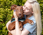 Собаки в Волоколамске: Шоколадное чудо в поисках дома Девочка, Бесплатно - фото 5