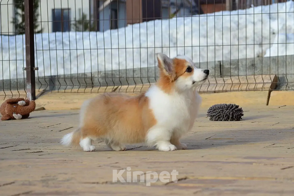 Собаки в Новосибирске: Щенок вельш корги пемброк Девочка, 50 000 руб. - фото 4