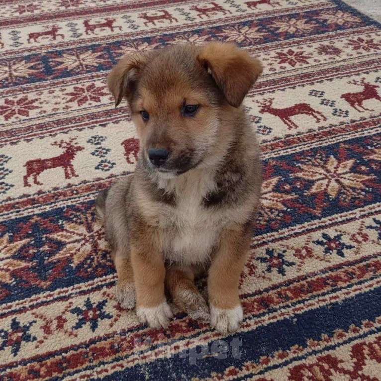 Собаки в Москве: Трогательные щеночки (2 мес.) срочно ищут дом Мальчик, Бесплатно - фото 8