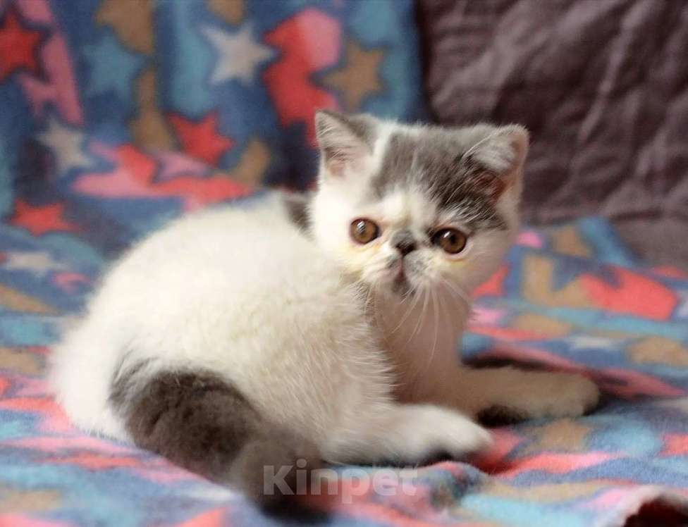 Кошки в Кемерово: Котята экзотики Мальчик, 30 000 руб. - фото 2