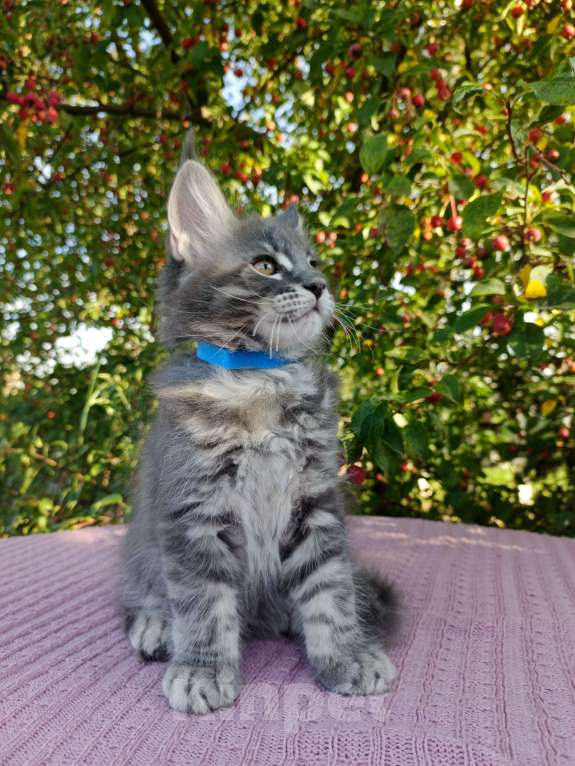 Кошки в Ярославле: Котята Мейн куна Мальчик, 60 000 руб. - фото 4