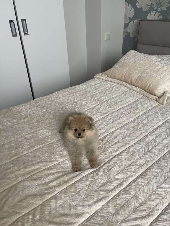 Собаки в Балашихе: Немецкий шпиц Девочка, 30 000 руб. - фото 8