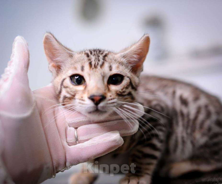 Кошки в Москве: бенгальский мальчик Мальчик, 45 000 руб. - фото 1