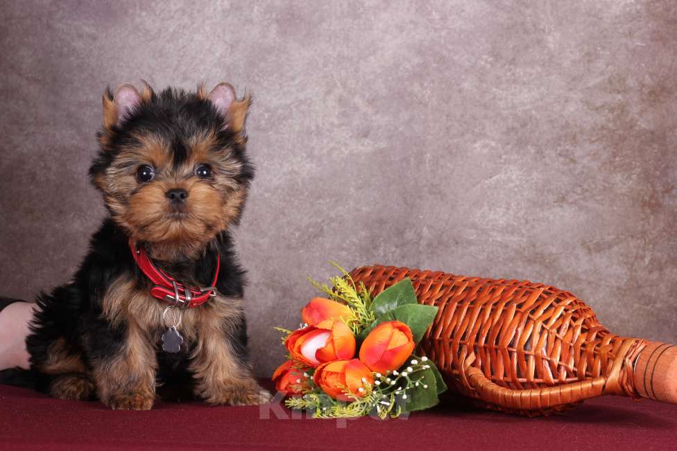 Собаки в Москве: Йоркширский курносый  красавчик Ярослав  РКФ Мальчик, 45 000 руб. - фото 5