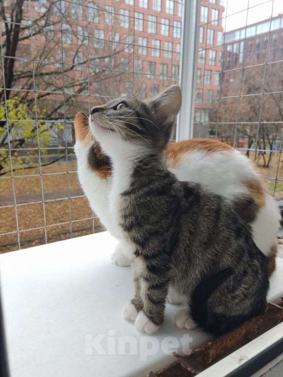 Кошки в Москве: котенок-энерджайзер Елизавета ищет дом Девочка, 10 руб. - фото 3