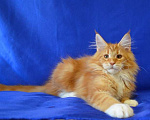 Кошки в Нижнем Тагиле: Котик Велес Мальчик, 35 000 руб. - фото 3
