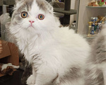 Кошки в Ярославле: Хайленд фолд, мальчик Мальчик, 25 000 руб. - фото 1