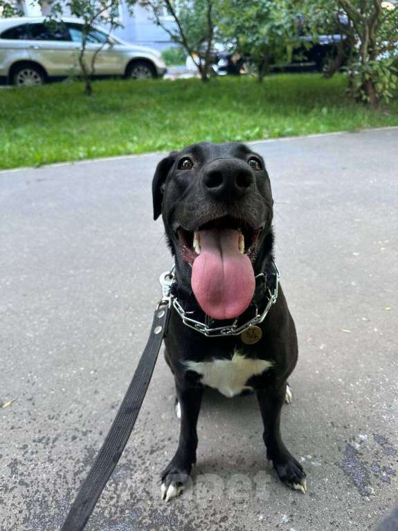 Собаки в Москве: Отдадим собаку Девочка, Бесплатно - фото 1