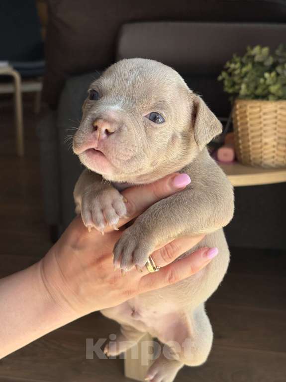 Собаки в Москве: Щенки Американского булли Девочка, Бесплатно - фото 3