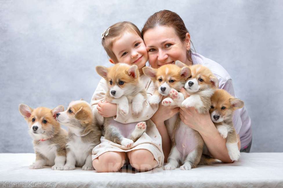 Собаки в Москве: Мальчик корги 3 месяца Мальчик, 70 000 руб. - фото 7