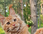 Кошки в других городах Ленинградской области: Котенок мейн-кун Мальчик, 100 000 руб. - фото 2
