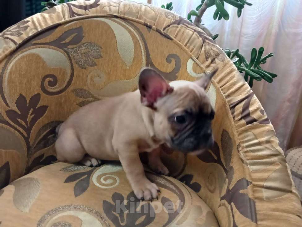 Собаки в Курске: Французский бульдог Мальчик, 20 000 руб. - фото 4
