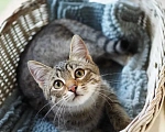 Кошки в Красногорске: Котик Саймон 5 месяцев ищет дом Мальчик, Бесплатно - фото 10