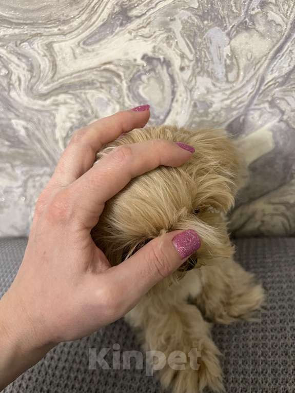 Собаки в Москве: Микро мальчик мальтипу f1 Мальчик, 130 000 руб. - фото 4